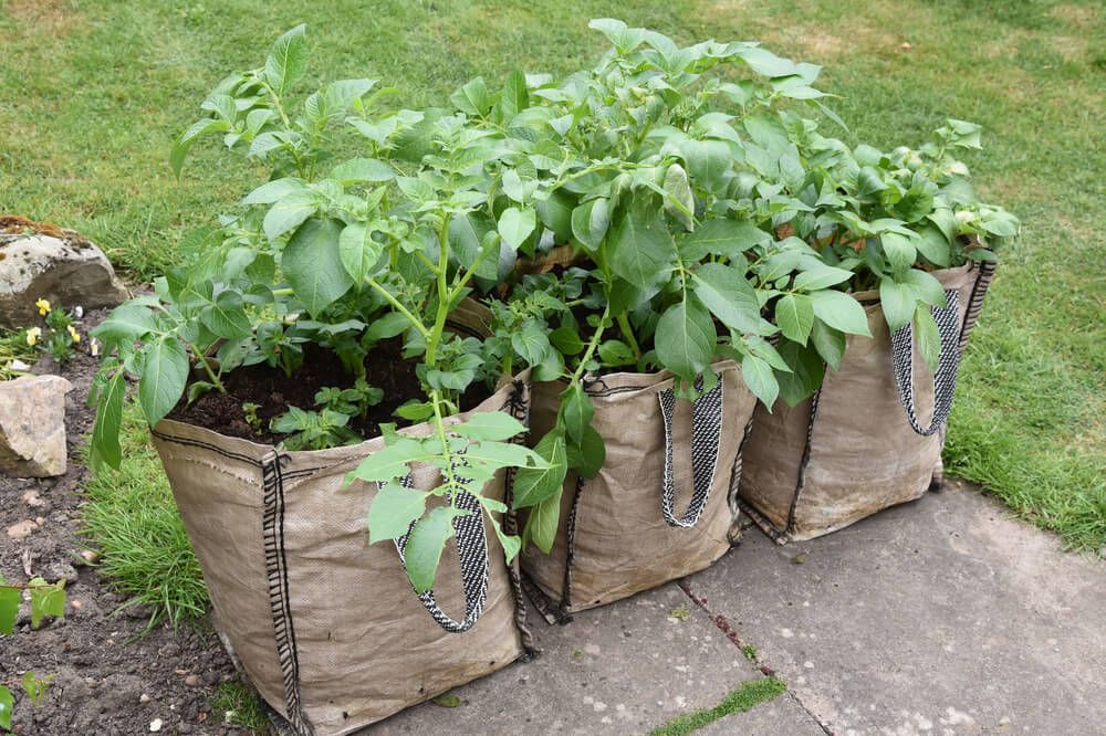 growing healthy garden potatoes in grow bags