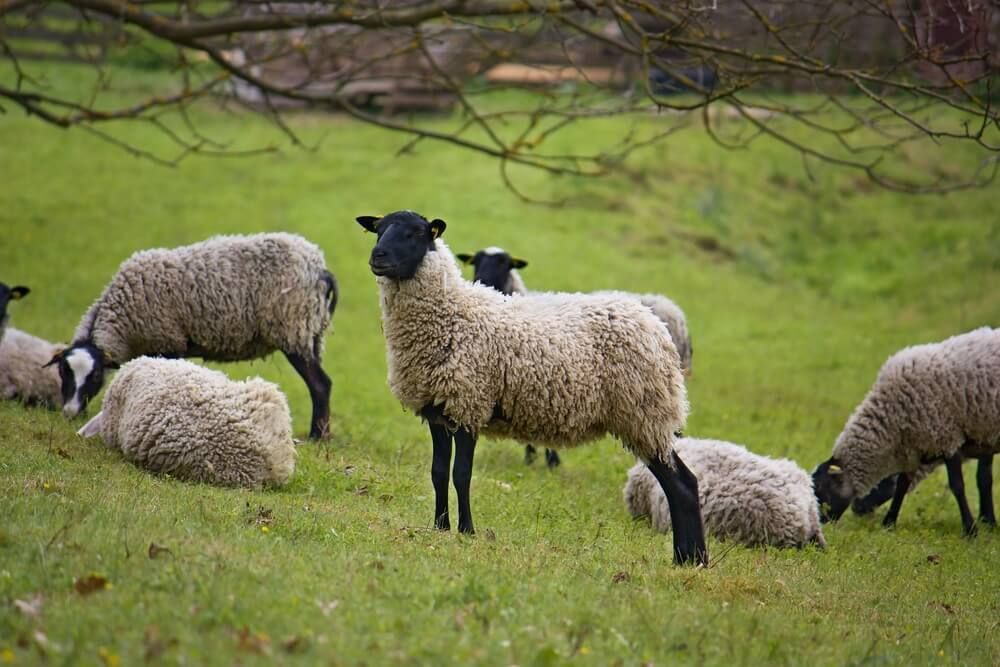 healthy and happy romanov sheep exploring the green pasture