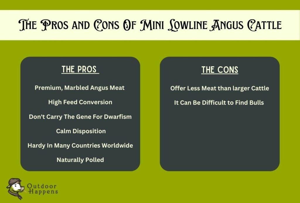 the pros and cons of mini lowline angus cattle 