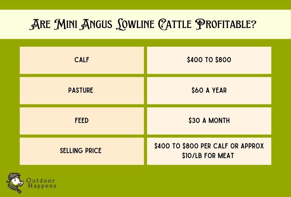 are mini angus lowline cattle profitable infographic