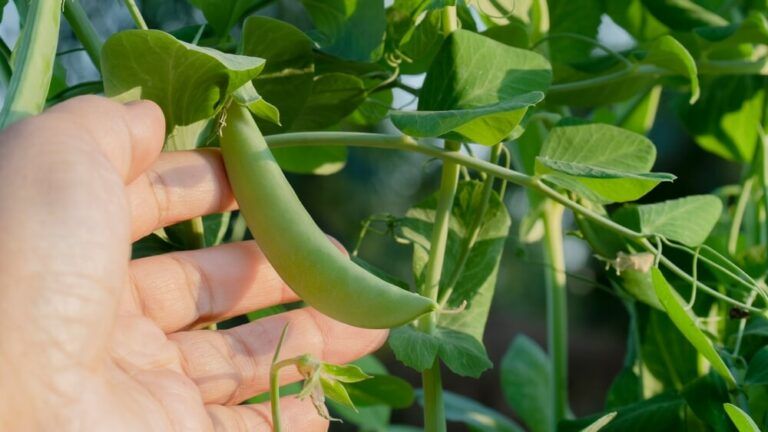 The Complete Guide to Growing Sugar Snap Peas In 6 Easy Steps!