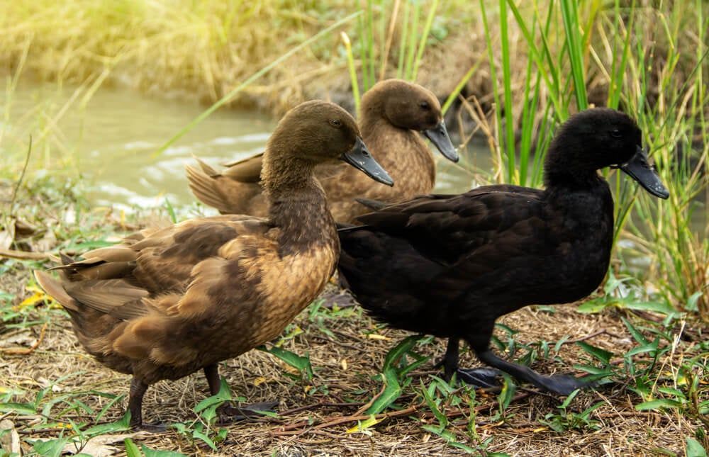 khaki campbell ducks exploring alongside the water