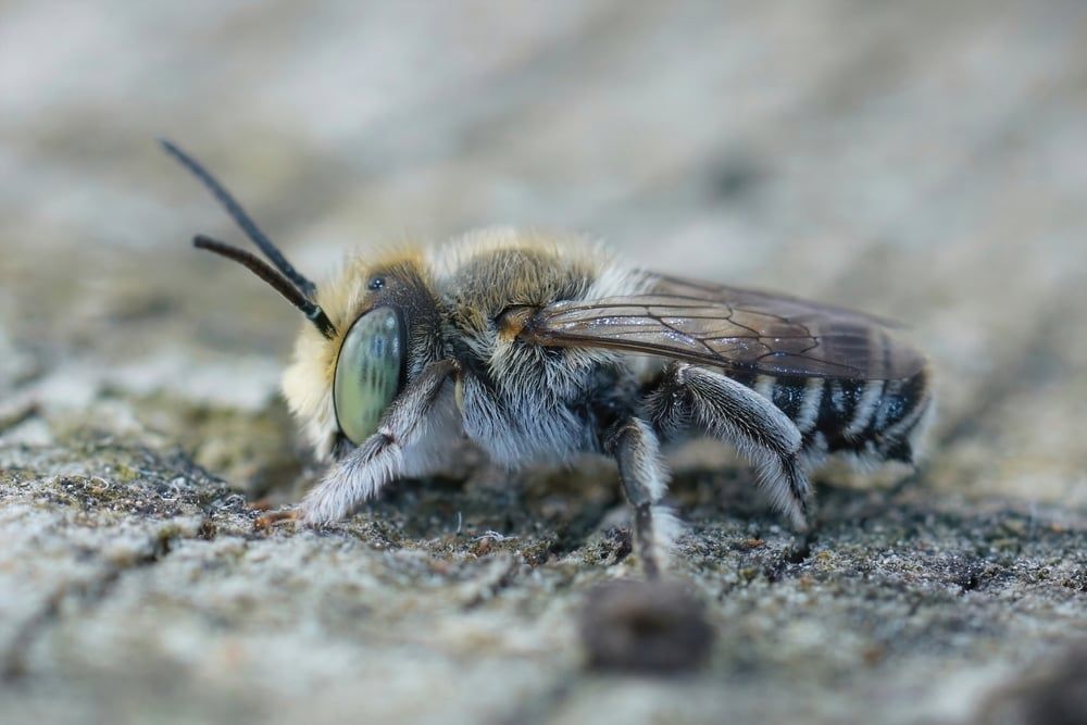 Alfalfa leafcutter bee (Megachile rotundata)