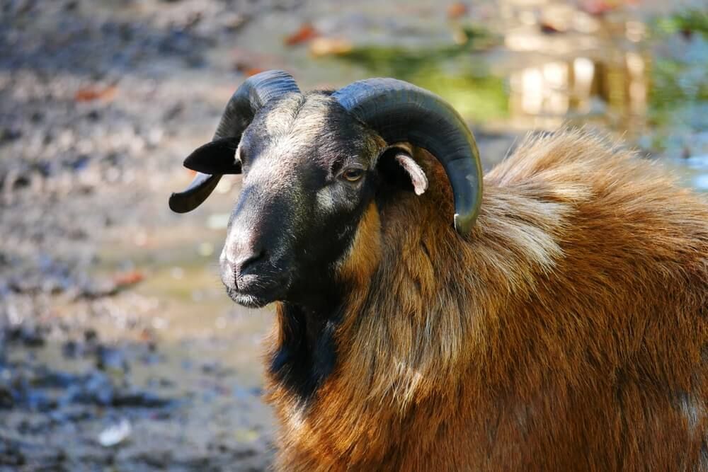 lovely cameroon sheep with thick and black curved horns
