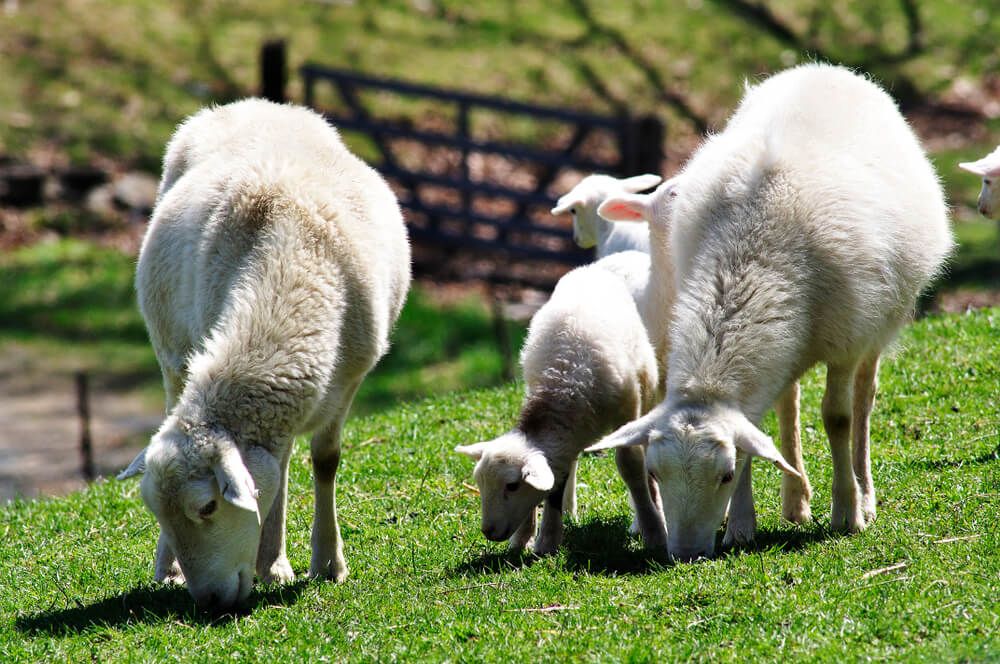lovely katahdin sheep exploring the farmyard on a beautiful day