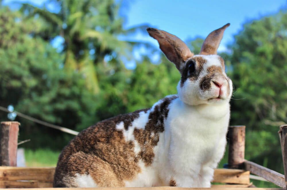 Lovely Mini Rex rabbit enjoying a beautiful day on the farm.
