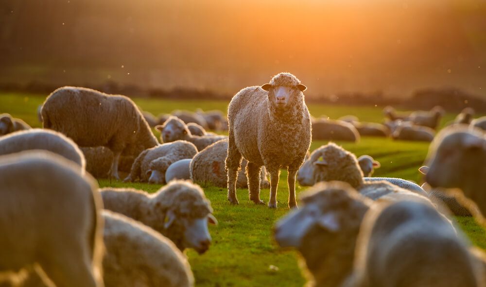 lovely sheep flock relaxing in a field at sunset