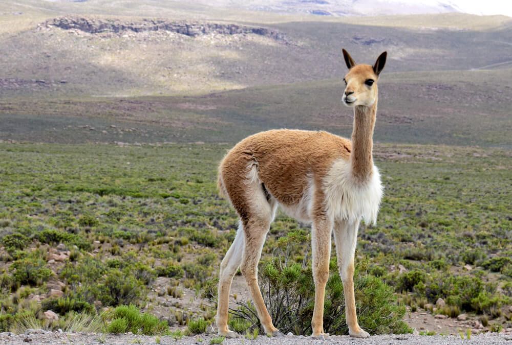 lovely vicuna exploring the high plains
