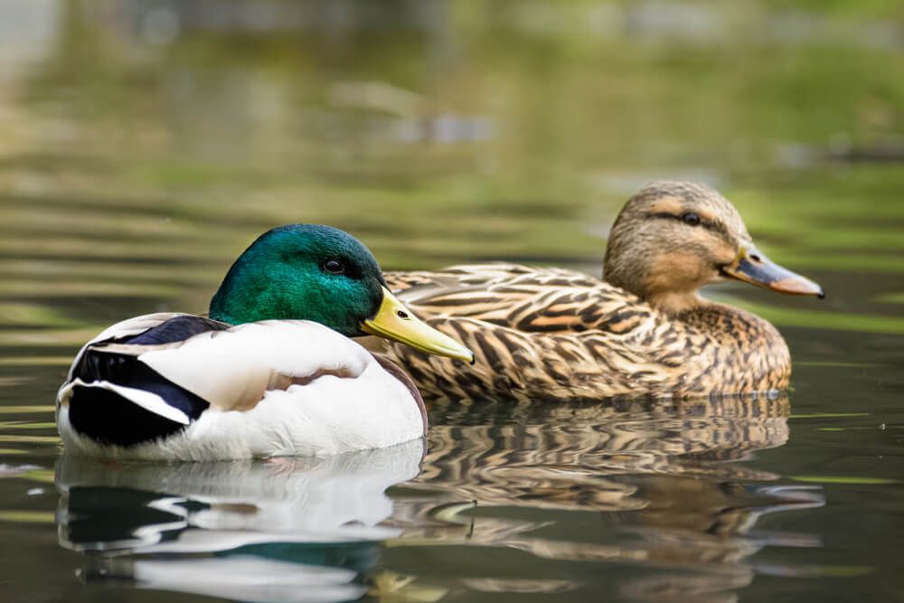 male and female mallard ducks swimming gracefully in the lake
