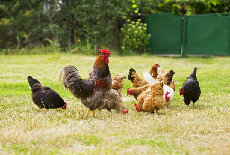 Top 15 Types of Roosters for Your Hens, Coop, and Farm