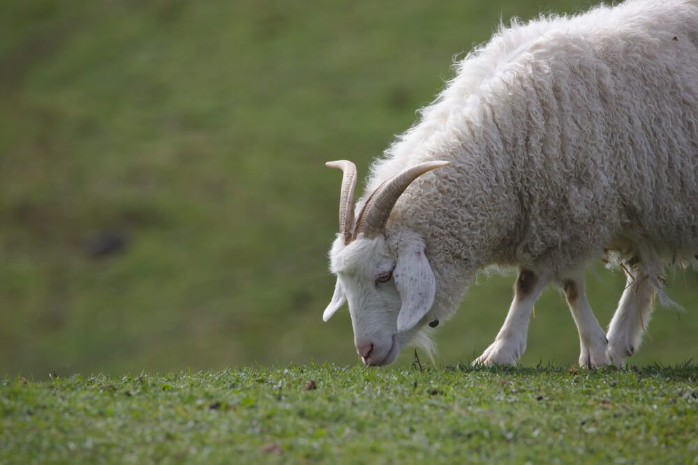 mountain cashmere goat foraging and snacking on a lovely green meadow