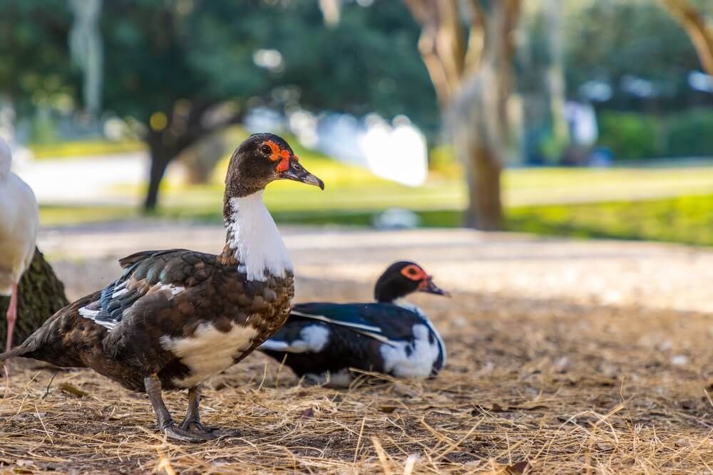 muscovy ducks exploring on a rural backyard farm