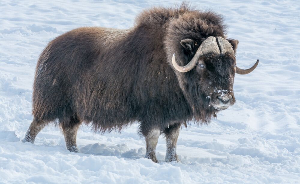 muskox exploring on a cold wintry day