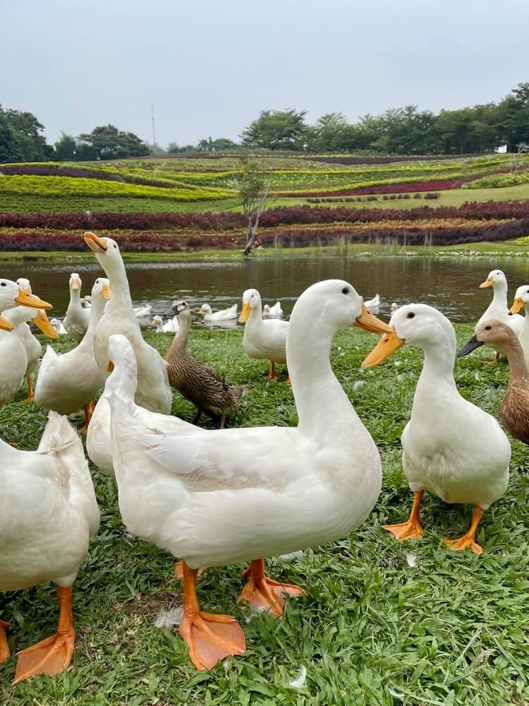 pekin ducks exploring land around a small lake