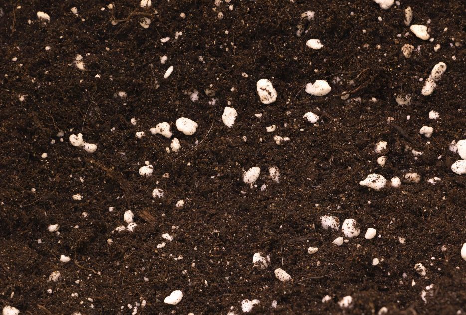 tiny white perlite specks in soil 