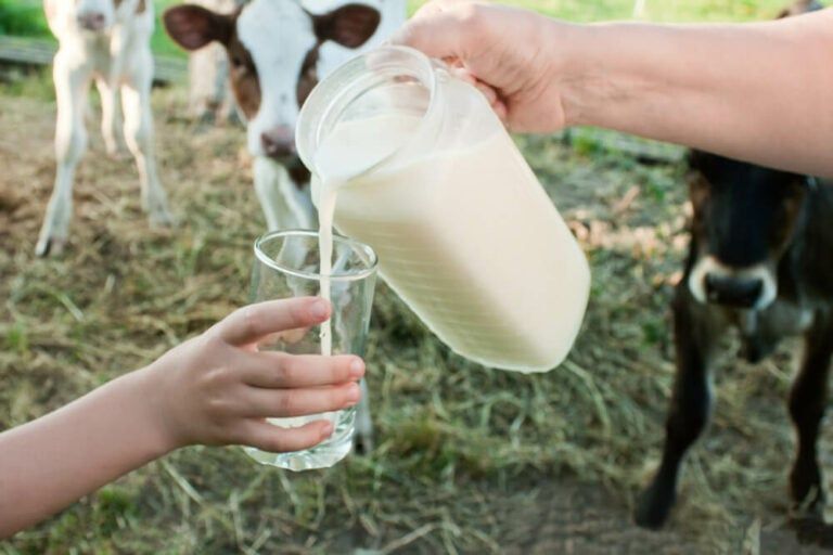pouring fresh cow milk from a jug into a glass yummy drink on a summer day