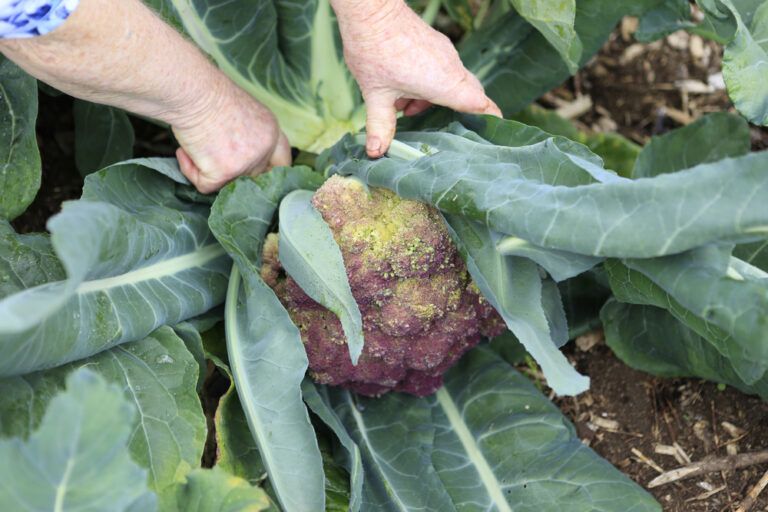 Broccoli Turning Purple? Blame It On Anthocyanin
