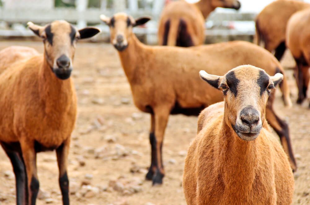 several barbados blackbelly sheep looking alert and focusing their attention