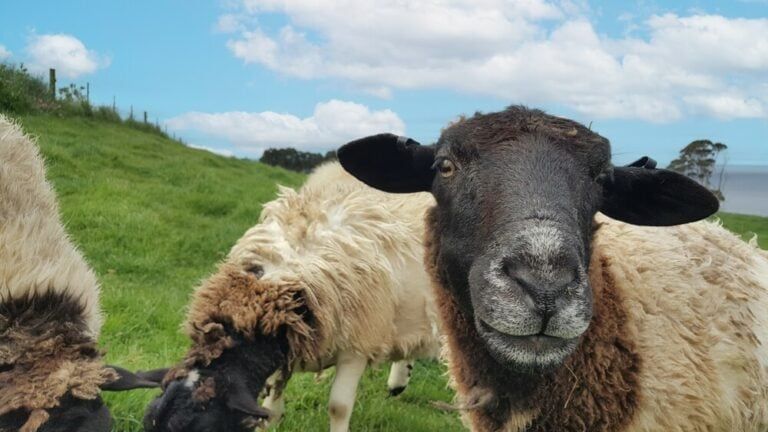 Sheep That Don’t Need Shearing: 9 Low-Maintenance Breeds of Sheep for Your Homestead!