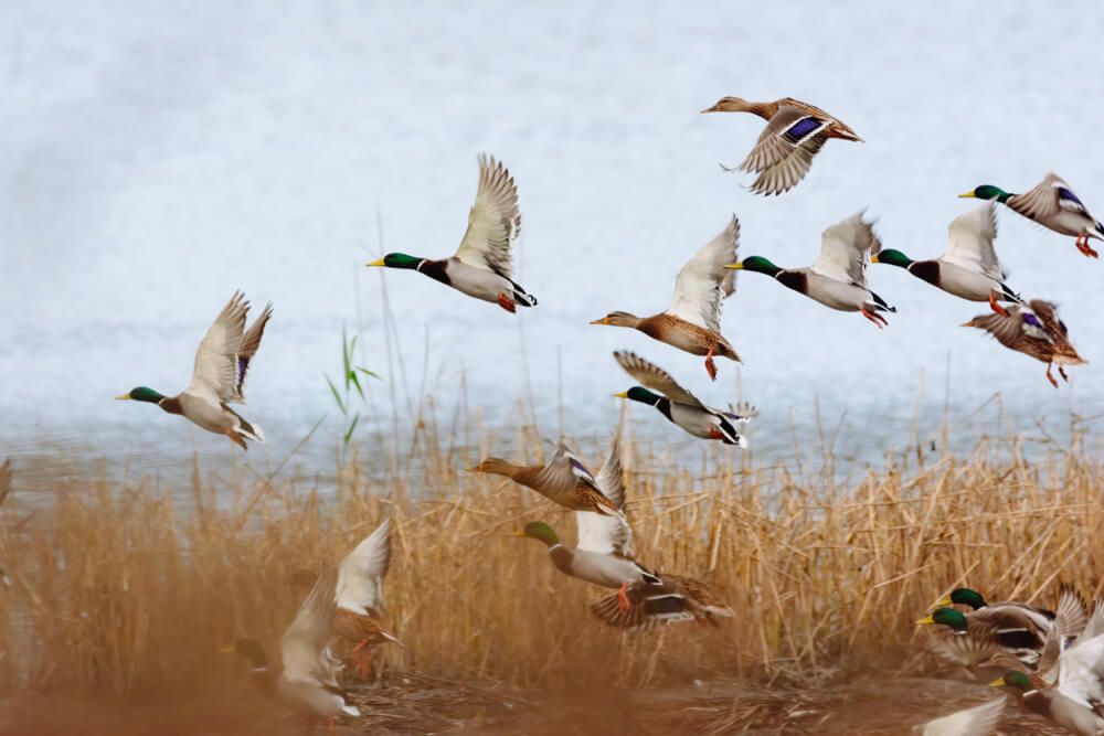 small mallard duck flock flying in nature