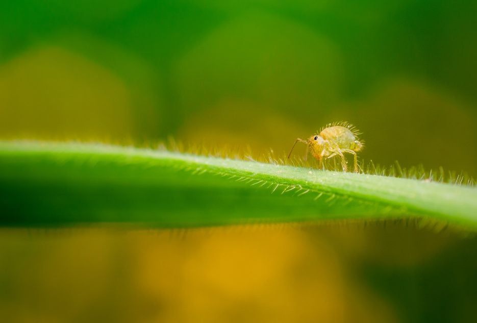 tiny white springtail on a leaf 