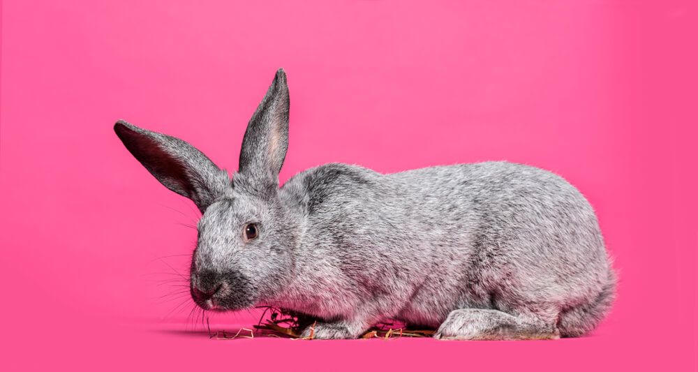 This fancy and elegant D'Argent rabbit is posing for a photoshoot.