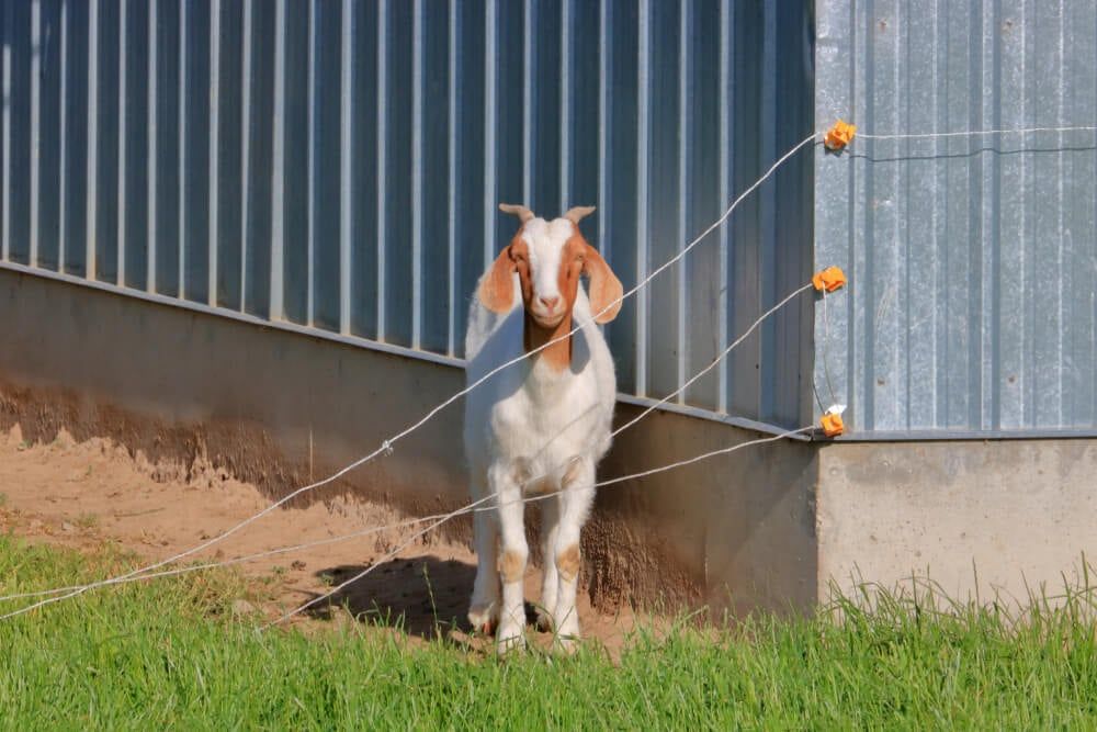 This goat stays within its farmyard despite a malfunctioning electric wire fence.