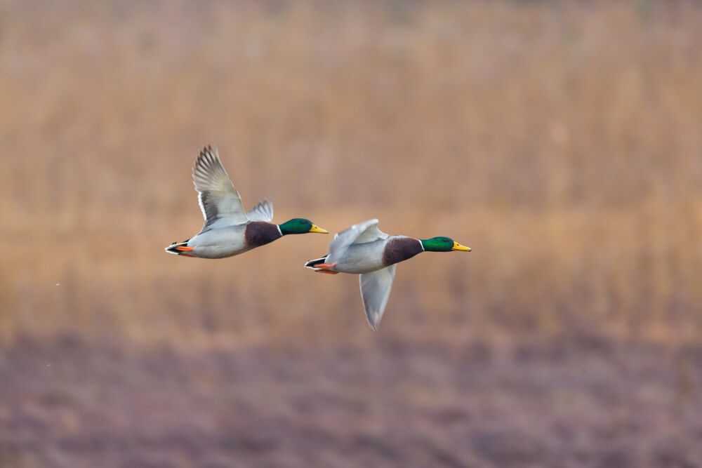 two male mallard ducks flying freely