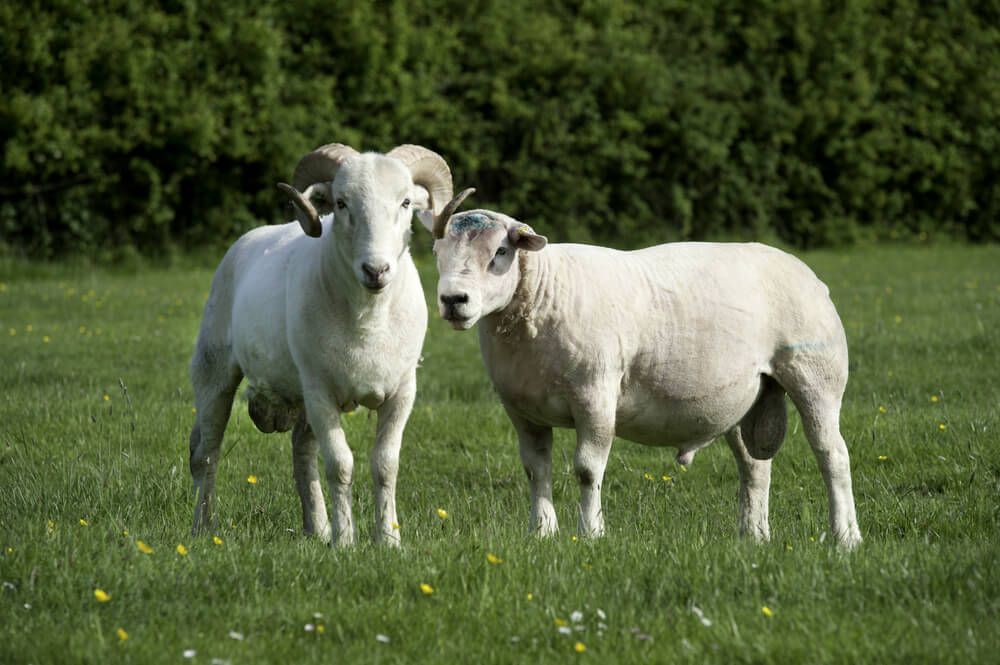 two wiltshire longhorn rams exploring a grassy field on a beautiful day