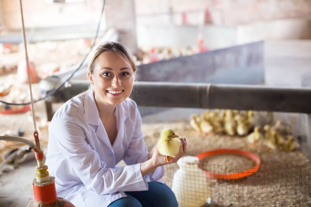 veterinarian caring for baby farm ducklings