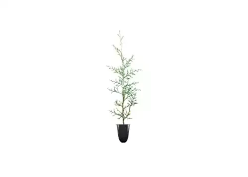 Carolina Sapphire Cypress Tree | 3 Live Plants | Beautiful Evergreen Low Maintenance Cold Hardy Privacy Screen