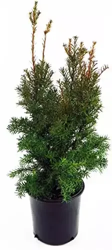 Taxus x media 'Hicksii' (Hicks Yew) Evergreen, #3 - Size Container