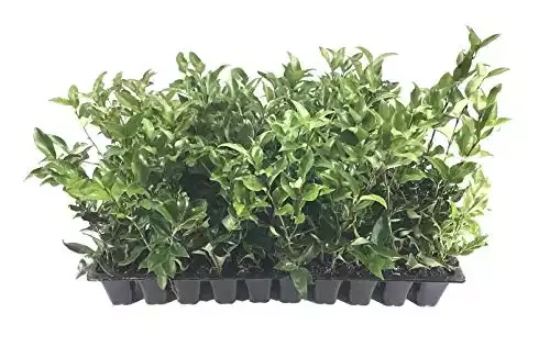 Curled Leaf Privet - Ligustrum Japonicum Recurvifolium - 10 Live Plants - Evergreen Flowering Privacy Hedge