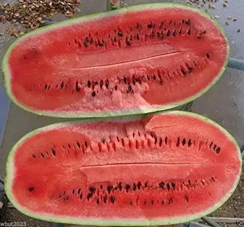50 Charleston Grey Watermelon Seeds (Non-GMO Heirloom)