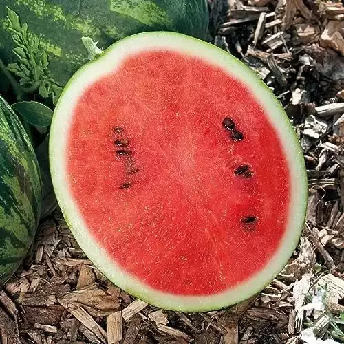 10 Mini Love Hybrid Watermelon Seeds