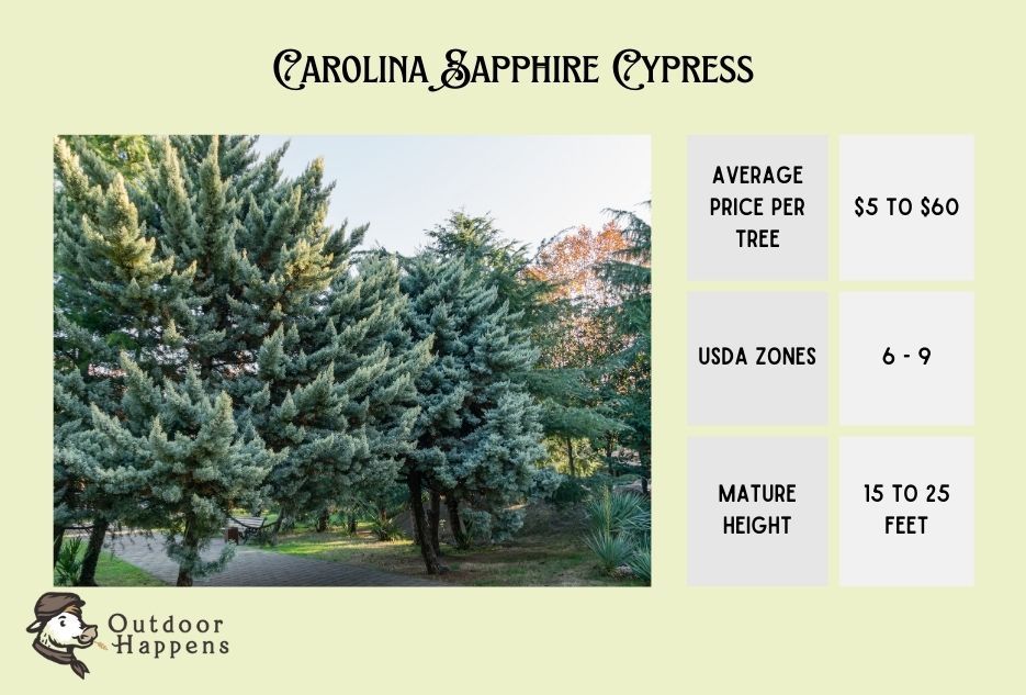 Carolina Sapphire Cypress information card