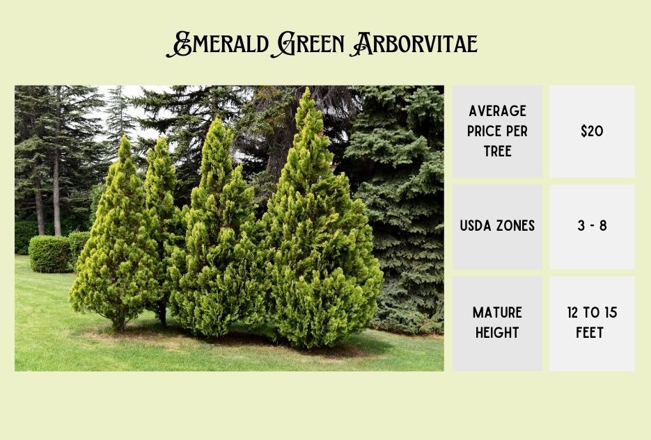 emerald green arborvitae info card