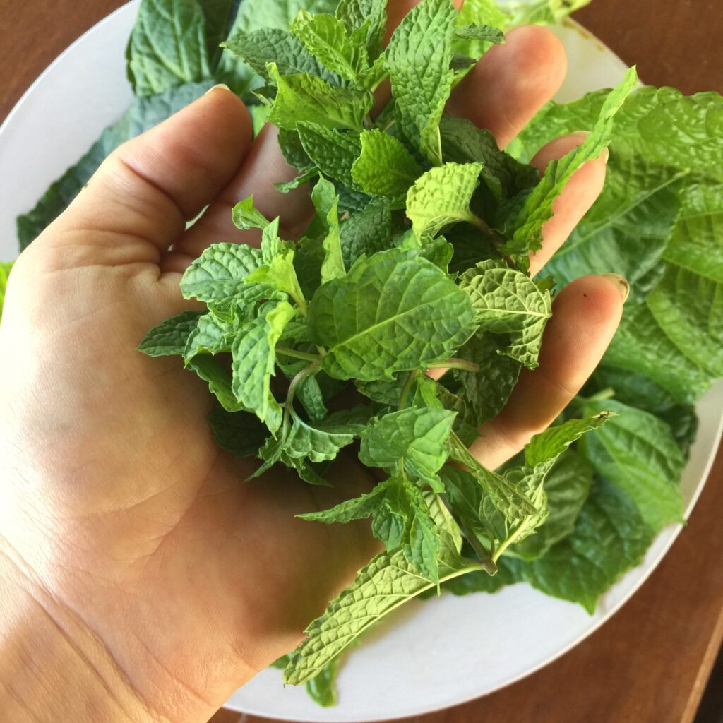 holding leaves of aromatic mint plant growing in a pot