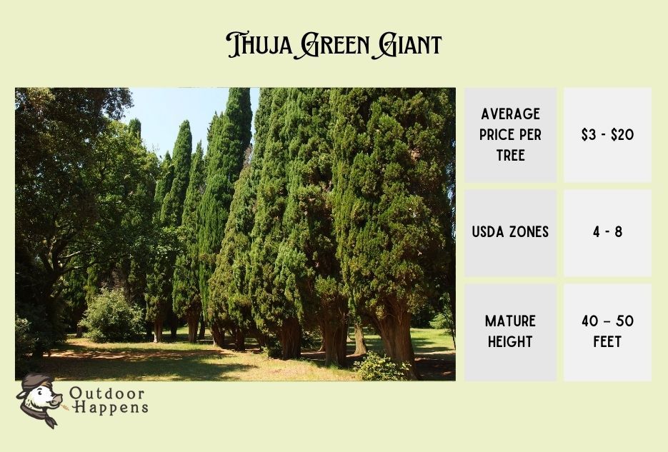 thuja green giant info card