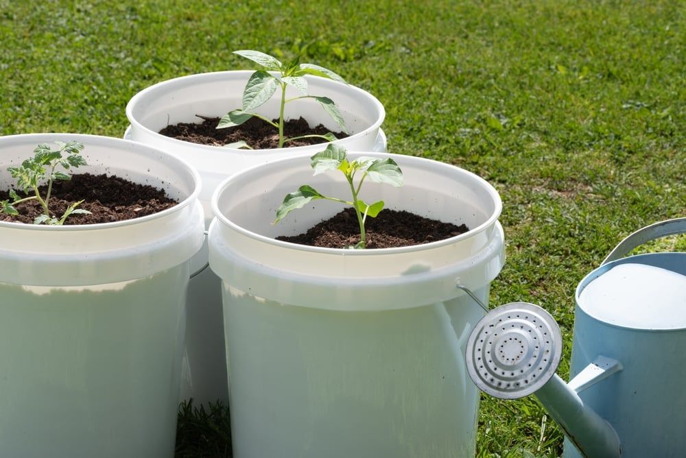 Tomato plants in 5 gallon buckets