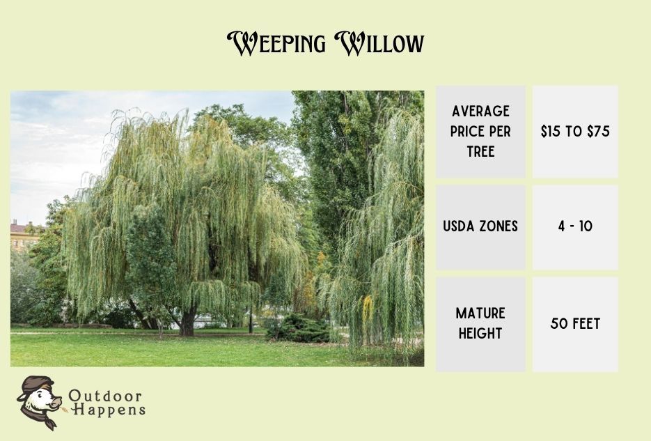 weeping willow information card