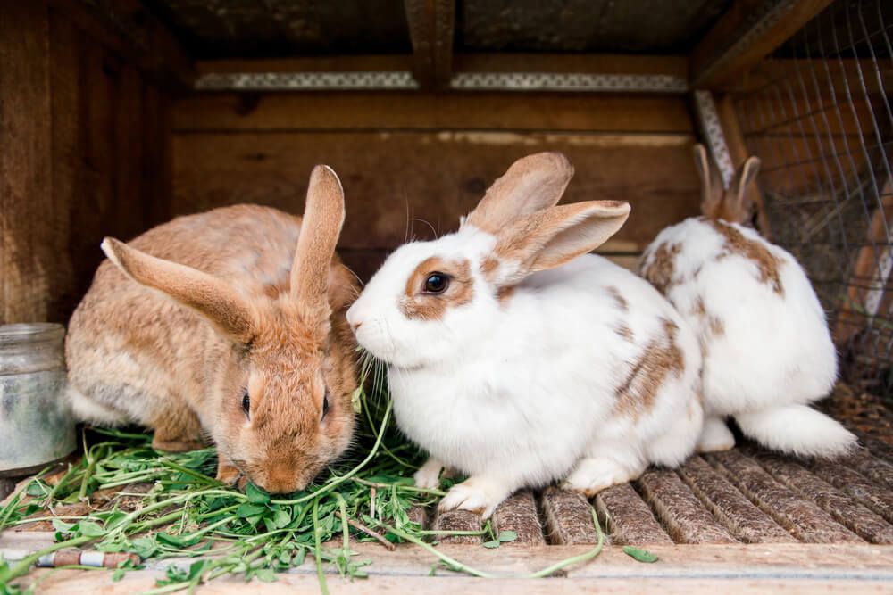 Adorable farm rabbits enjoying their afternoon lunch.