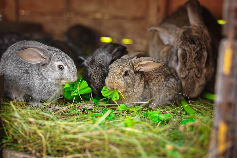 Cute and adorably fluffy bunny rabbits eating green forage.
