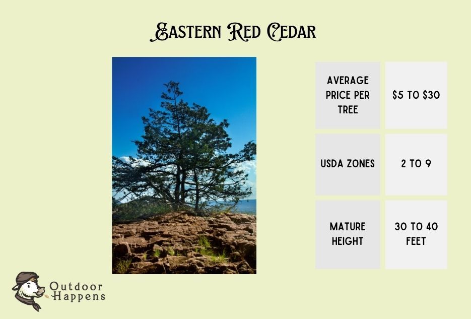 eastern red cedar information card
