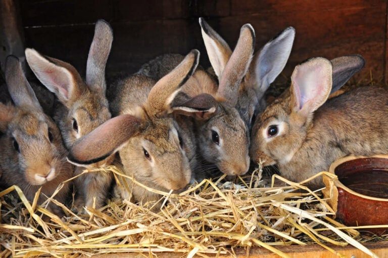 Raising Rabbits for Meat: A Practical Guide for Beginners In 2023