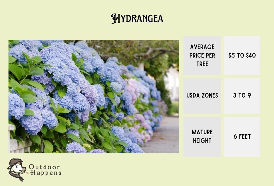 hydrangea information card
