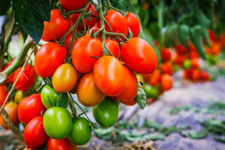 How to Make Your Tomato Plants Grow Faster for a Bumper Crop
