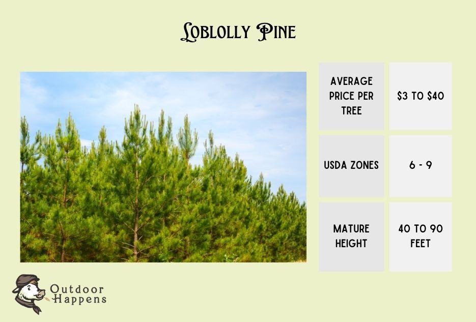 loblolly pine information card