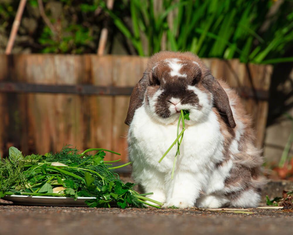 Lovely French Lop bunny enjoying an organic lunch.