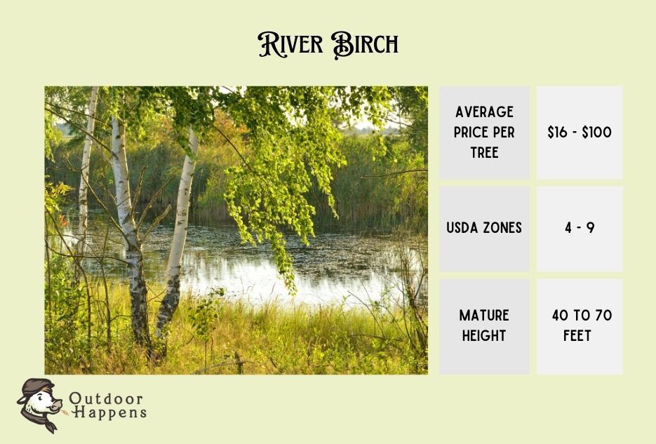 river birch information card